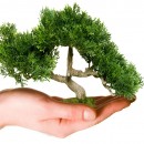 La legittimazione dei Comitati e delle Associazioni che si propongono di tutelare l’ambiente a impugnare con ricorso al Giudice Amministrativo provvedimenti lesivi di interessi ambientali